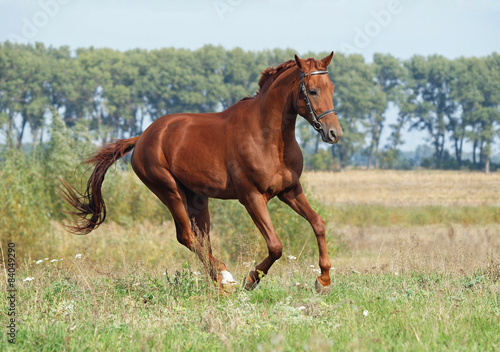 Chestnut young stallion galloping on a green meadow 