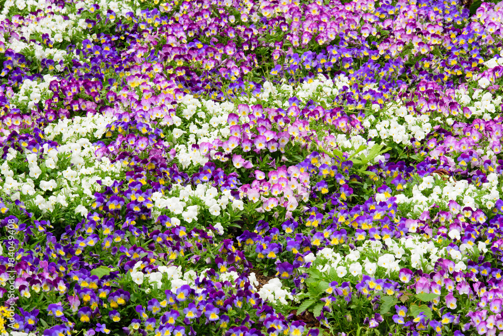 Viola flower bed Viola flower bed