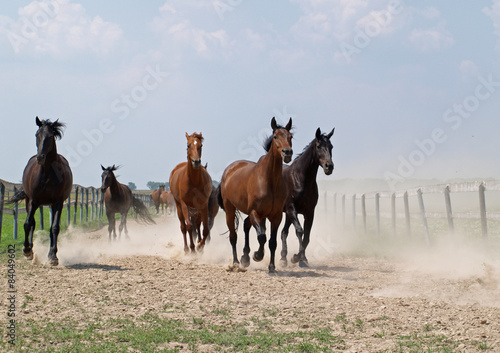 The herd of horse returns from a pasture