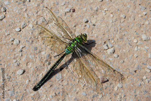 Anax imperator photo