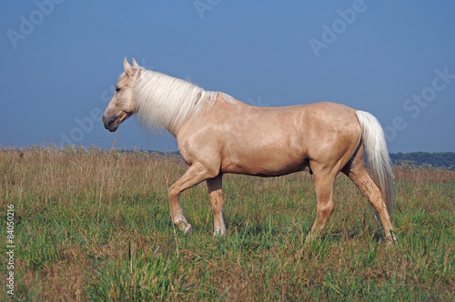 Tableau sur toile Beautiful palomino horse on a pasture