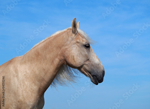 Portrait of beautiful palomino horse on a sky background