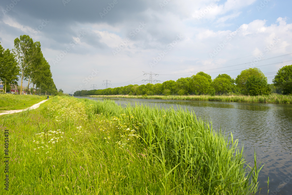 Obraz premium Wild flowers along the shore of a canal in spring