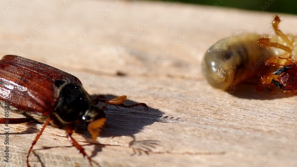 Cockchafer and Larva of cockchafer on a wooden bark
Cockchafer and Larva of cockchafer on a wooden bark