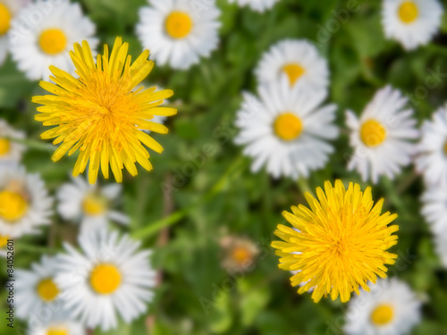 Two yellow dandelions photographed from above