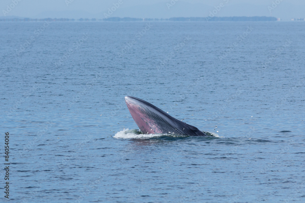 Fototapeta premium The Bryde's Whale.