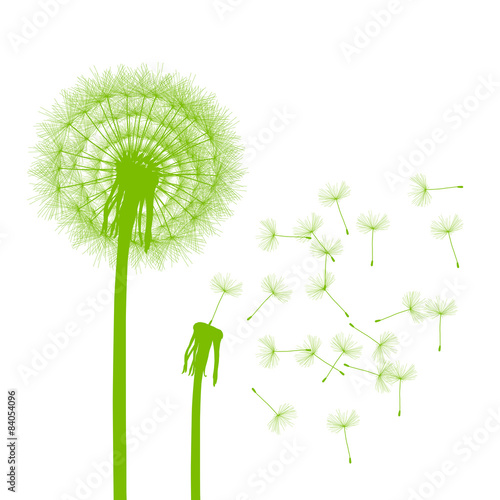 Dandelion seeds blowing away green ecology and time passing conc