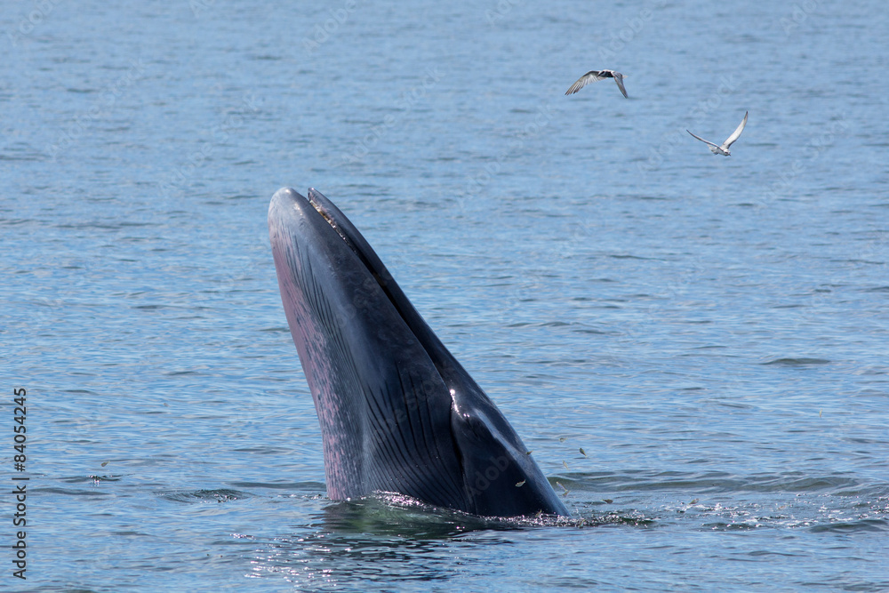 Fototapeta premium The Bryde's Whale.