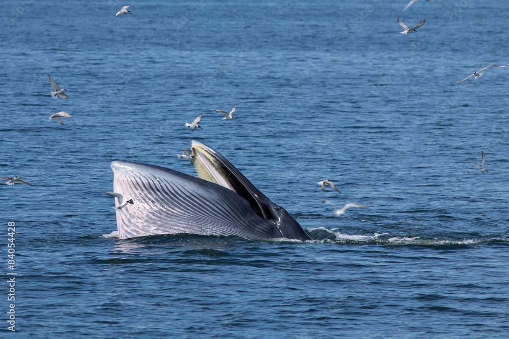 Naklejka premium The Bryde's Whale.