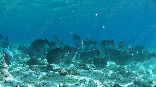 Humphead Parrotfish on a coral reef photo