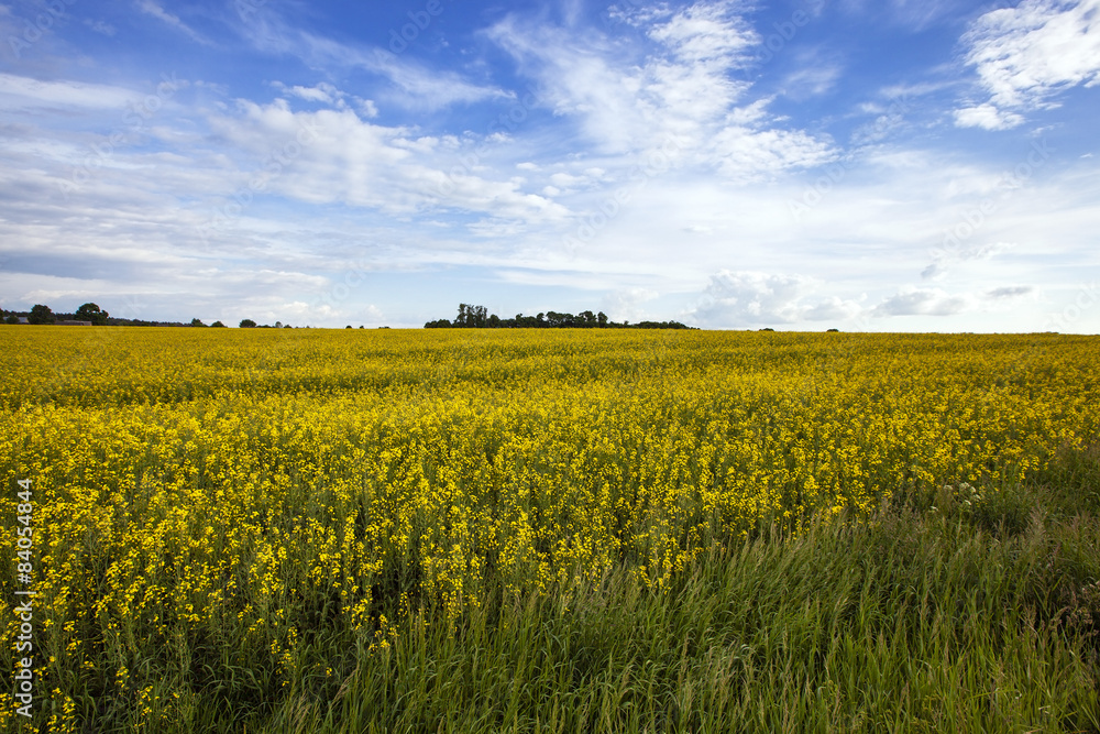 field with cereals field with cereals