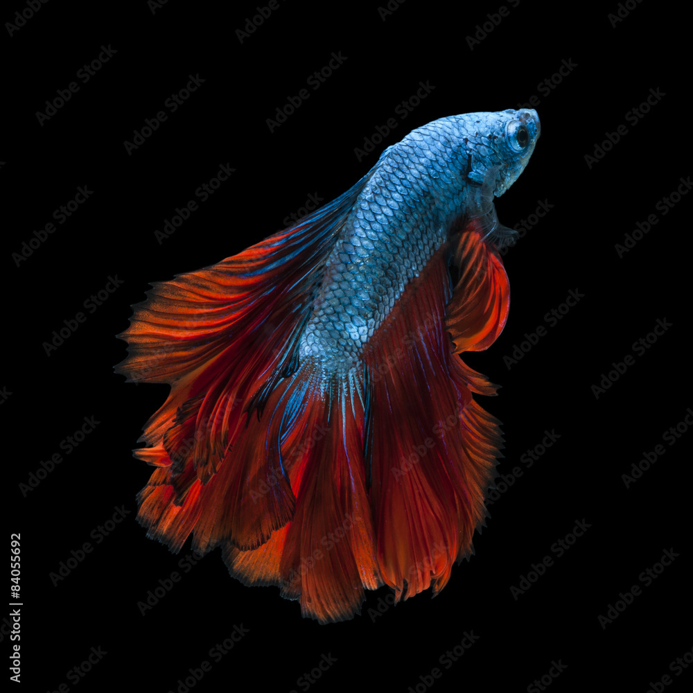 Fototapeta premium Capture the moving moment of red-blue siamese fighting fish