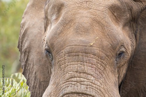 Elephant head and eye close-up detail