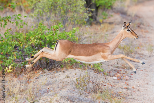 Female impala doe running and jumping away from danger