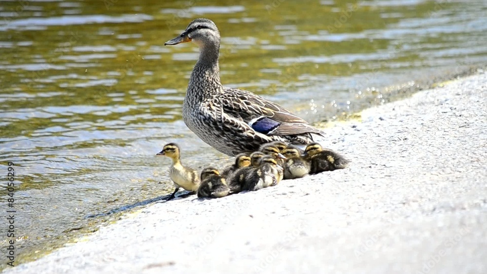 Duck with flock of ducklings on the shore of water reservoir Duck with flock of ducklings on the shore of water reservoir