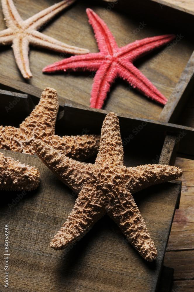 Asteroidea Estrellas de mar Starfish Étoile de mer Sea stars Asteroidea Estrellas de mar Starfish Étoile de mer Sea stars