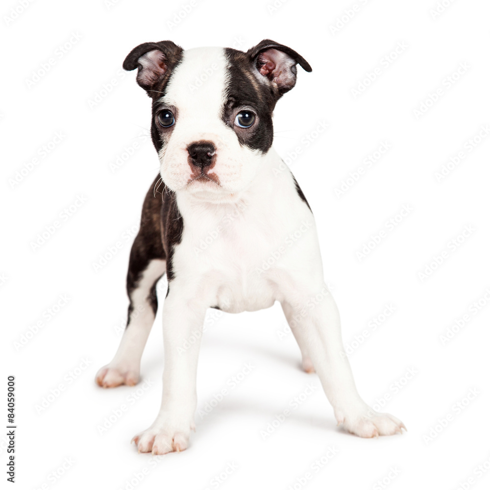 Boston Terrier Puppy Looking at the Camera Boston Terrier Puppy Looking at the Camera