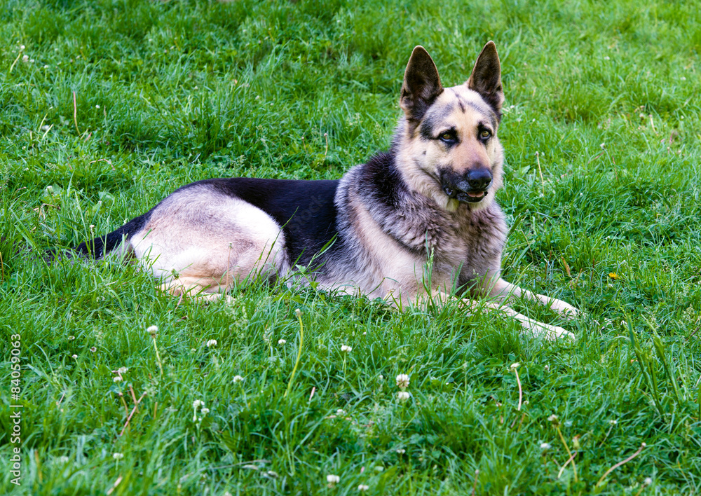 German shepherd right side. German shepherd is on the green grass. German shepherd right side. German shepherd is on the green grass.