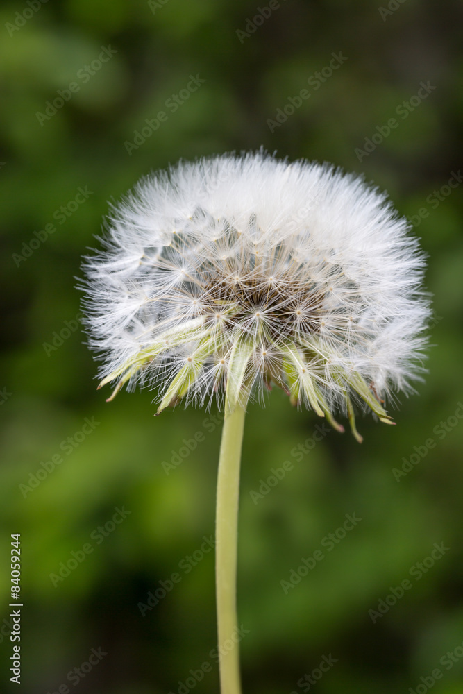 Fototapeta premium dandelion closeup