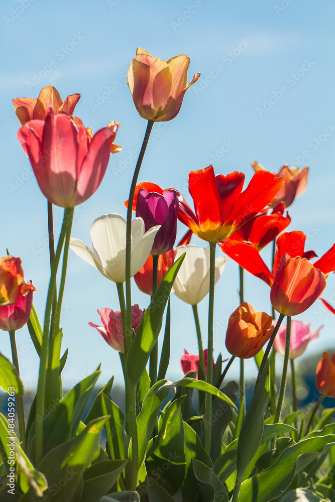 Fototapeta premium tulips growing in garden