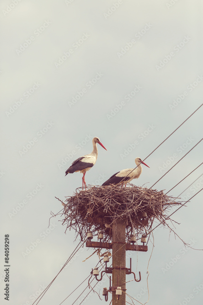 Fototapeta premium Stork