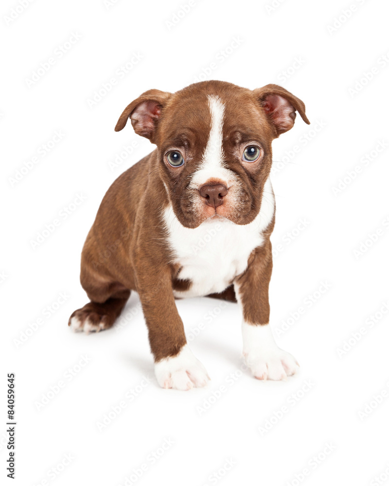 Brown and White Boston Terrier Puppy