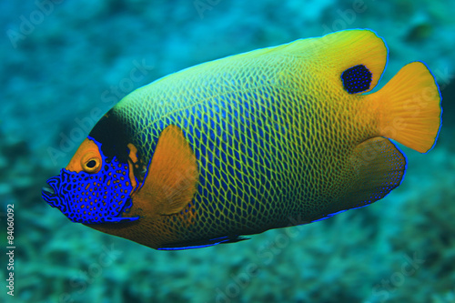 Blueface angelfish 
