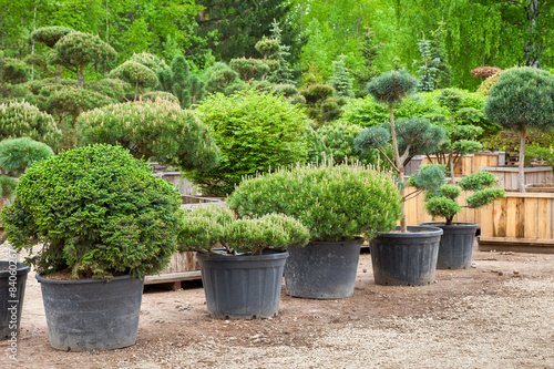 Pine in pots and bonsai garden plants on tree farm