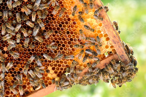 Pszczoły na plastrze miodu w pasiece wiosną © Darios
