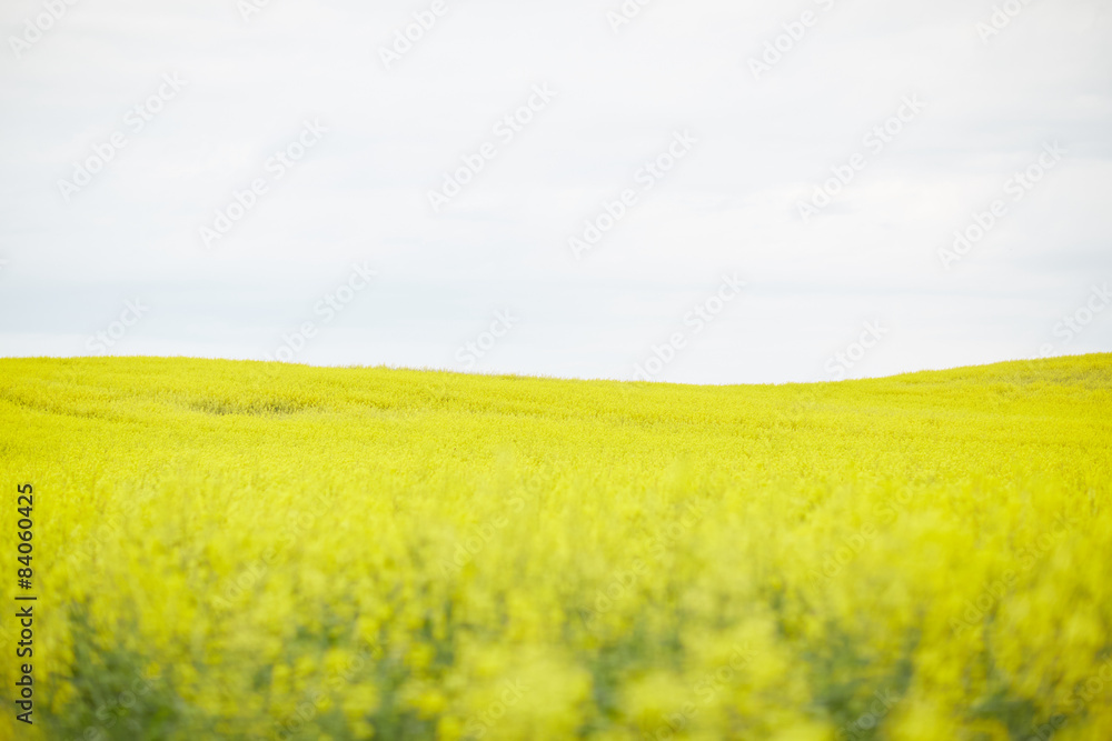 rapeseed field with yellow flowers rapeseed field with yellow flowers