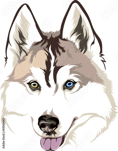 the head of a dog breed Siberian Husky with different eyes
