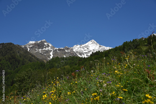 cime innevate montagne estate bosco prato alpi