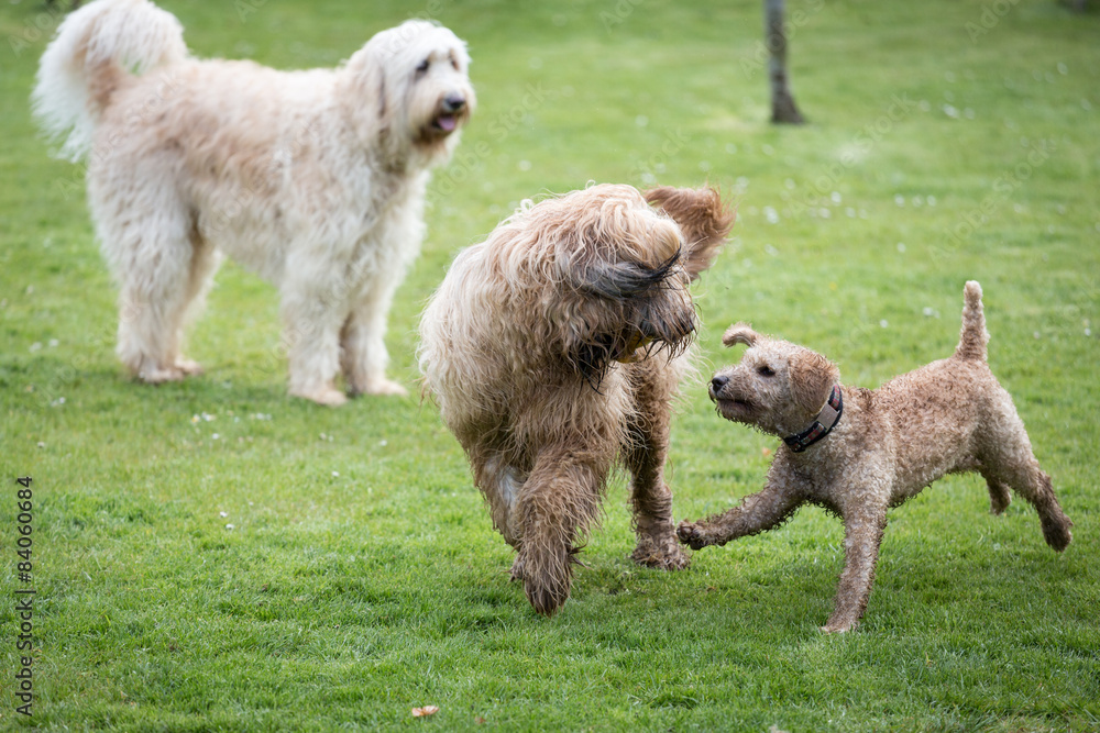Dogs Running and Playing Dogs Running and Playing