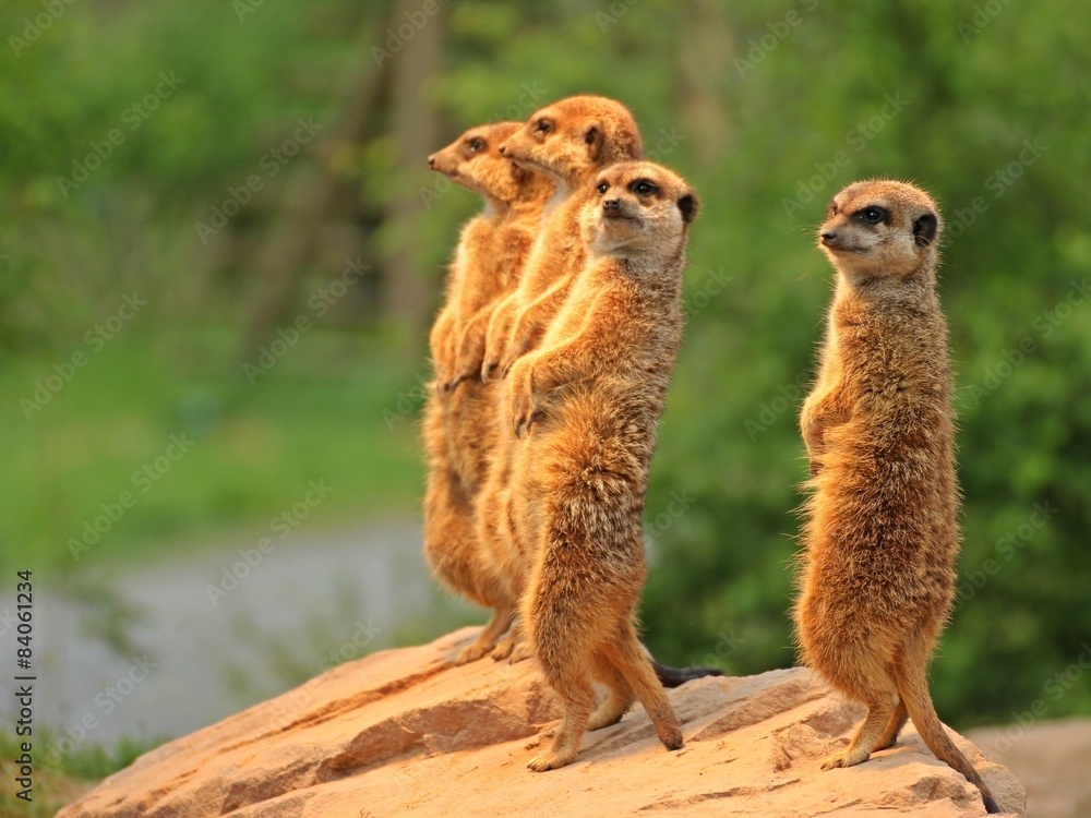 Fototapeta premium Stehende Erdmännchen (Suricata suricatta) 