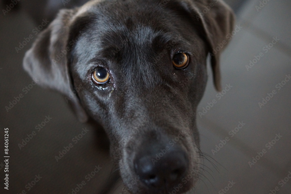 Hundeblick Hundeblick