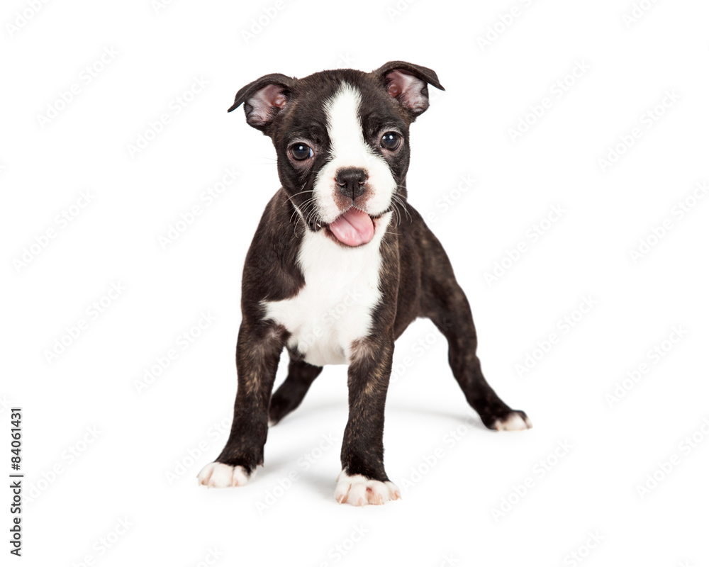 Happy and Smiling Boston Terrier Puppy