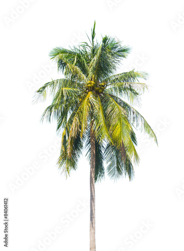 Palm tree isolated on white