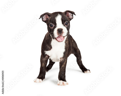 Happy and Smiling Boston Terrier Puppy © adogslifephoto
