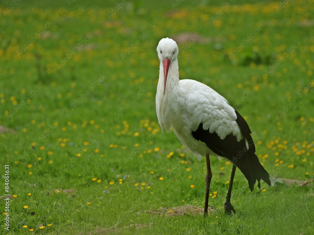 Fototapeta premium Weißstorch (Ciconia ciconia) auf Wiese