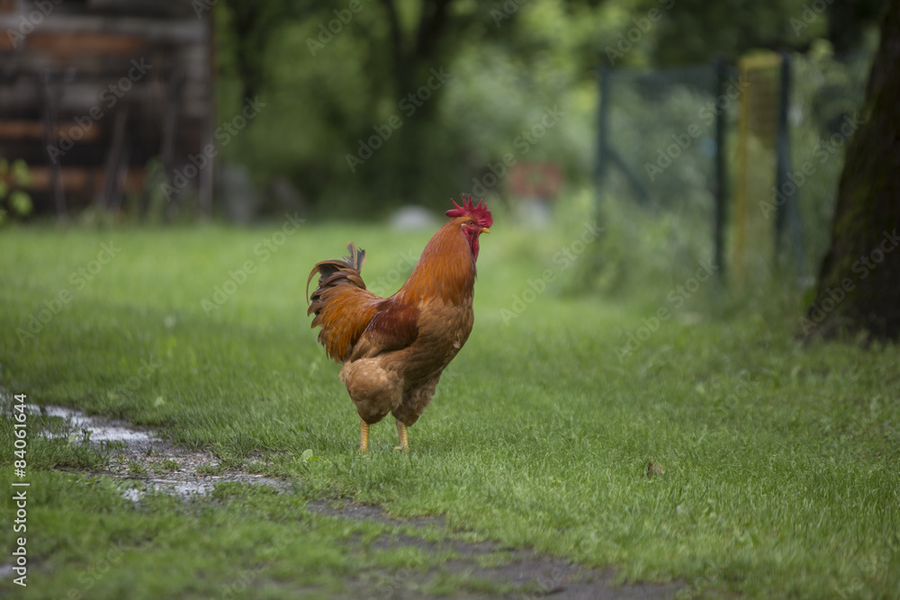 Fototapeta premium Rooster grazing on the grass
