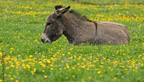 Ruhender Esel auf Frühlingswiese
