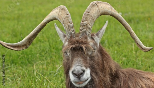 Thüringer Waldziegenbock