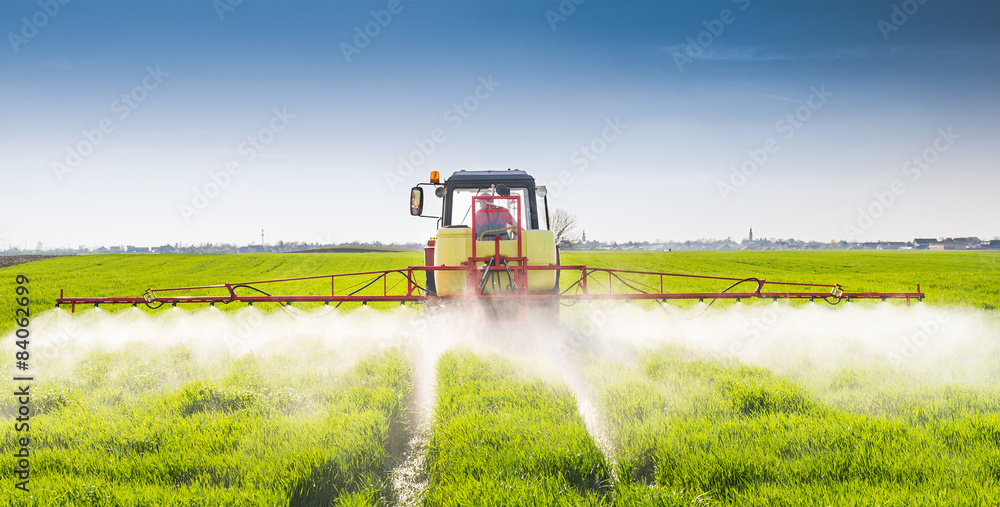 Fototapeta premium Tractor spraying wheat field