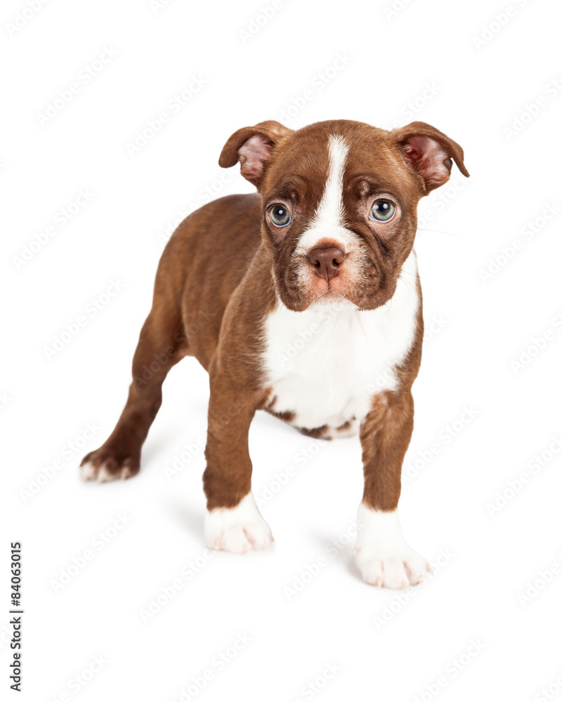 Little Brown Boston Terrier Puppy