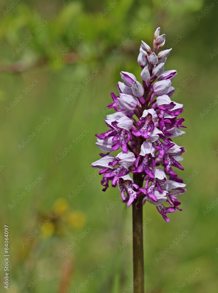 Helm-Knabenkraut (Orchis militaris)