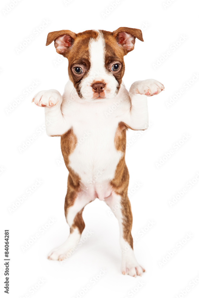 Red Color Boston Terrier Puppy Begging