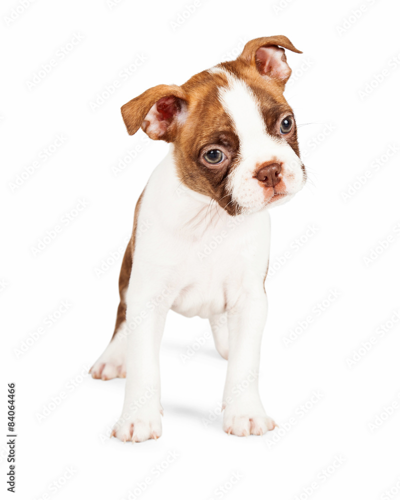 Red Color Boston Terrier Puppy Tilting Head