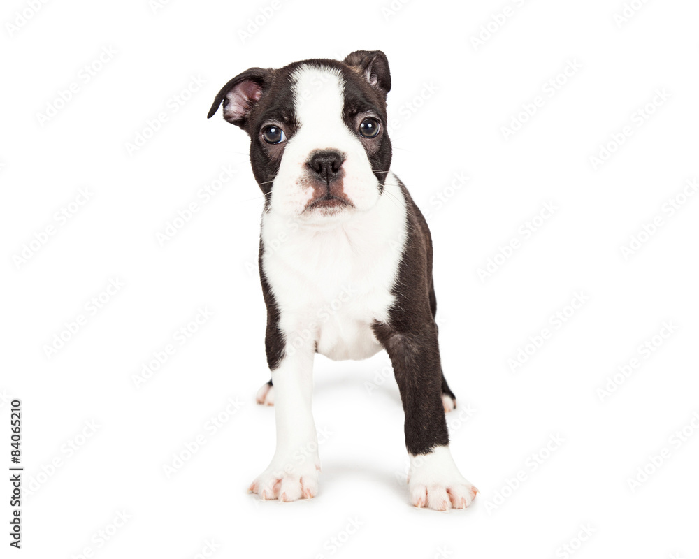 Scared Boston Terrier Puppy Standing