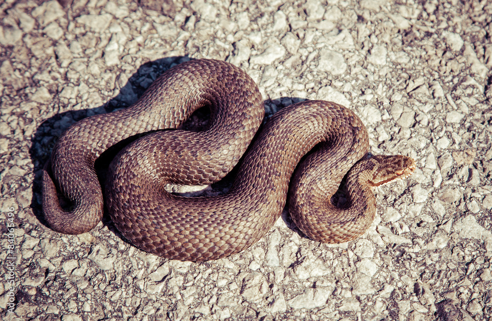 Snake - Vipera Berus