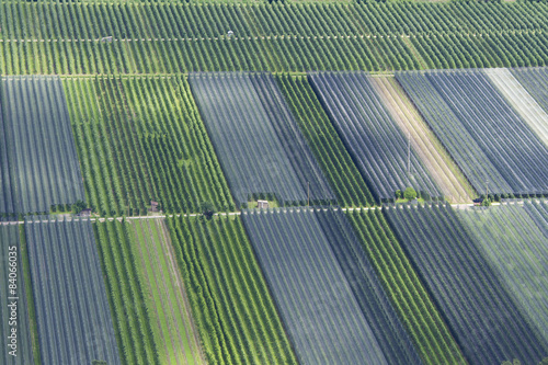 Apfelproduktion in der Landwirtschaft als Monokultur